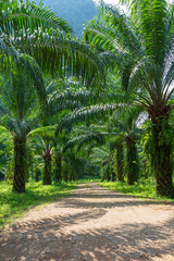 Obraz na płótnie Canvas Beautiful palm grove or forest. Green palm Grove, sun and blue sky. Exotic tropical landscape or the background.