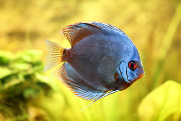 Diskusfisch im Aquarium, Aquaristik 