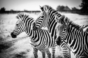 Abwaschbare Fototapete Zebra Drei Zebras