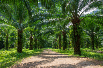 Obraz premium Beautiful palm grove or forest. Green palm Grove, sun and blue sky. Exotic tropical landscape or the background.