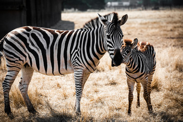 Fototapeta na wymiar Zebra with foal