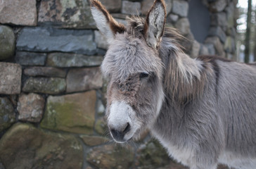 Donkey by Stone Wall