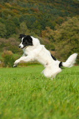 Springender Border Collie Mischling