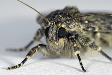 Svensson's copper underwing moth (Amphipyra berbera)