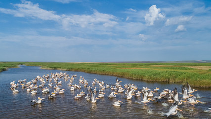 white pelicans in Danube Delta, Romania