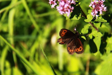 Schmetterling und Klee