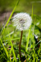 Pusteblume auf Wiese, Natur 