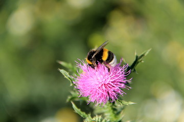 Hummel