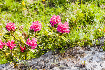 Alpenrose, Alpenblume, Bergwiese, Heidekrautgewächse, Rhododendron ferrugineum, Graubünden, Oberengadin, Wanderweg, Alpen, Sommer, Schweiz