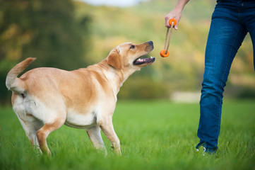 Hundebesitzer spielt mit Hund