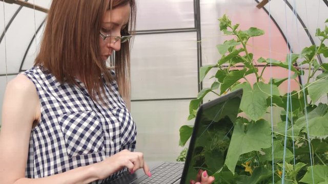 Young woman gardener working with plants in greenhouse. A girl using a laptop, checks how tomatoes and cucumbers grow. Care of plants, health, ecology.