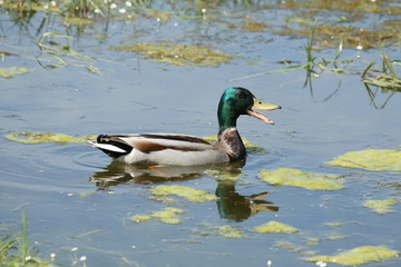 Canard colvert (Anas platyrhynchos)
