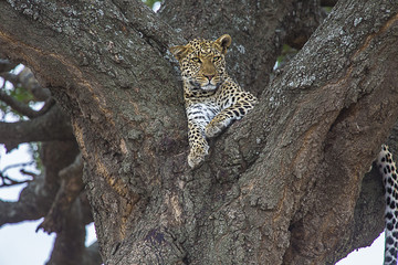 African Leopard in tree on alert 2146