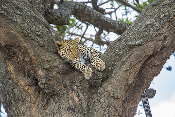 African Leopard relaxing in tree 2198