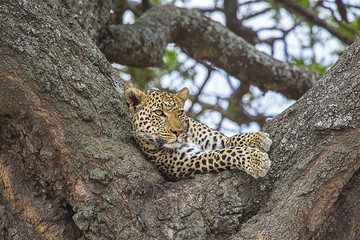 African Leopard in Tree 2229