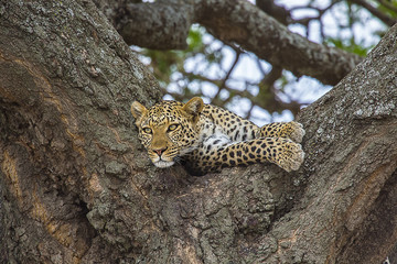 African Leopard on alert 2237