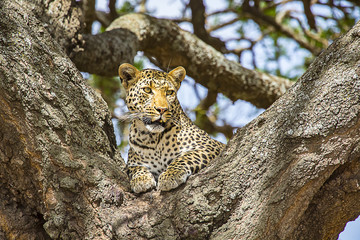 African Leopard on lookout