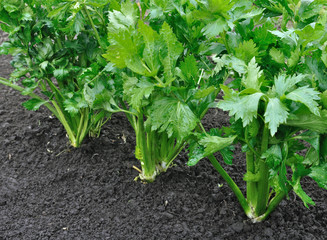 close-up of celery plantation (leaf vegetable) in the vegetable garden