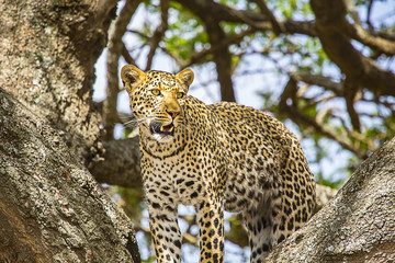 African Leopard Standing 2275