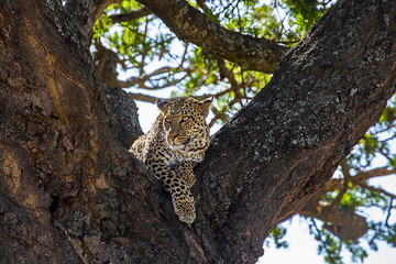African Leopard relaxing 2355