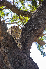 Leopard ready to pounce 2389