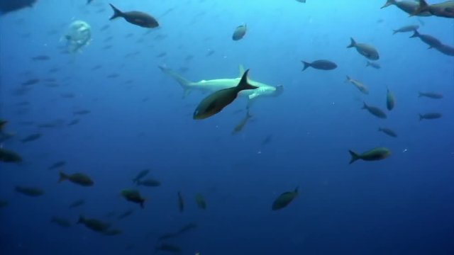 Hammerhead shark in shoal fish underwater lagoon of ocean Galapagos. Amazing life of tropical nature world in blue water. Scuba diving and dangerous extreme tourism.