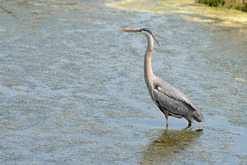 Great Blue Heron in a wetland with room for text