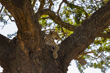 African Leopard Looking out