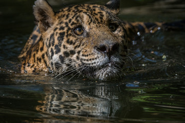 Onça Pintada / Jaguar (Panthera onca)