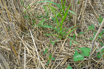 Grown grain on the field, from losses during harvesting by a combine harvester