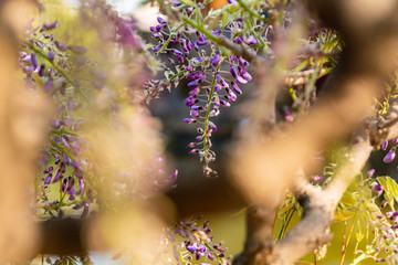 Wisteria tree in purple, lilac colour with branch in front
