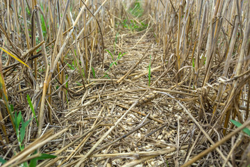Grown grain on the field, from losses during harvesting by a combine harvester