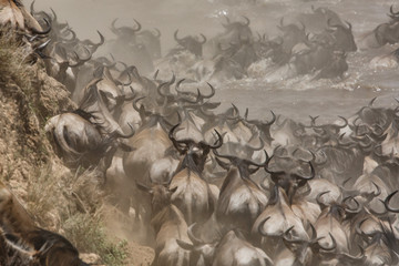Migration of the wildebeest in the Masai Mara National Park in Kenya