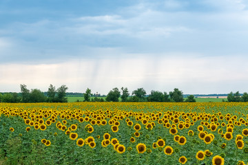 Fototapeta premium Summer field with Sunflower plants.