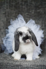Fototapeta premium Bunny girl