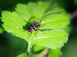 Naklejka premium Fliege auf einem Blatt 