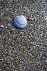 Fototapeta na wymiar Blue and white shell on the sand