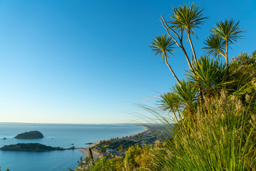 Fototapeta na wymiar From slopes of Mount Maunganui cabbage trees and grasses a view over long ocean beach