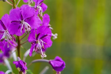 one branch of wild flowers of lilac color closeup in the foreground and on an indistinct green...