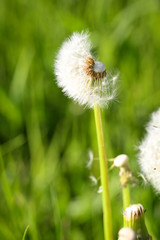 Pusteblume auf Wiese, Natur 