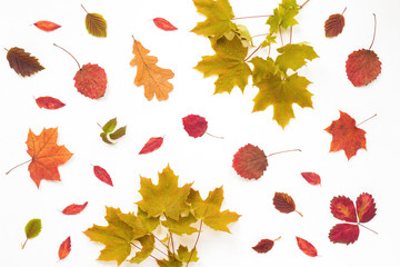 Autumn leaves on white background, flat lay, top view
