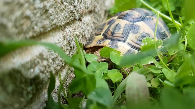 A small terrestrial tortoise moves among the clovers