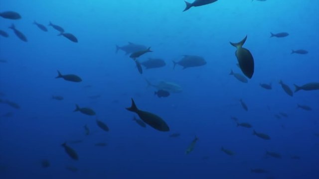 Fish shoal on a blue background of water in ocean on Galapagos. Amazing life of underwater tropical nature world. Scuba diving.