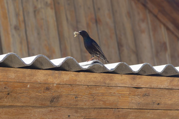 Common Starling (Sturnus vulgaris) with beak full of worms
