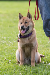 Portrait of an Akita dog living in belgium