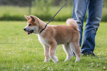 Portrait of an Akita dog living in belgium