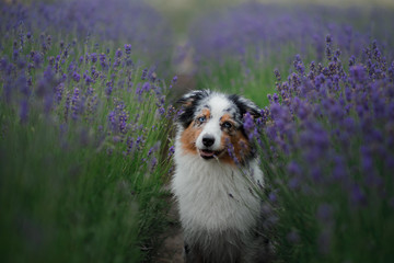 Australian Shepherd dog on the field of Lavender. Pet on the nature