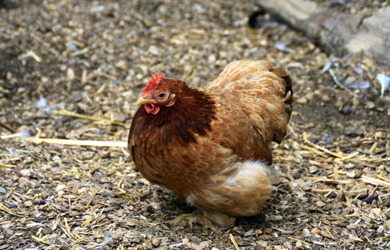 poule rousse naine dans une ferme
