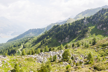Fototapeta na wymiar Furtschellas, Wanderweg, Blumenweg, Seenplatte, Alpen, Oberengadin, Graubünden, Sommer, Schweiz