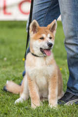 Portrait of an Akita dog living in belgium